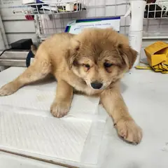 계양구 갈색 믹스견 수컷