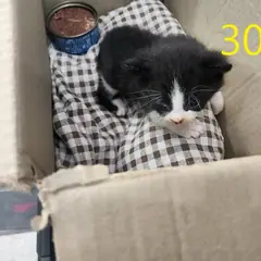 계양구 검정색 한국 고양이 수컷