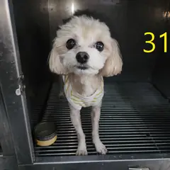 계양구 크림색 푸들 수컷