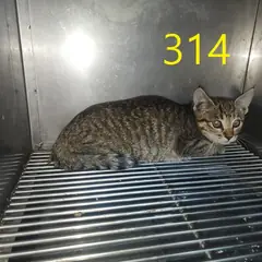 계양구 기타(갈검색) 한국 고양이 암컷