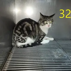 계양구 기타(갈검색) 아메리칸 쇼트헤어 암컷