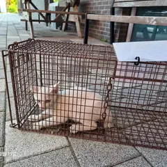 검단구 흰색 한국 고양이 암컷
