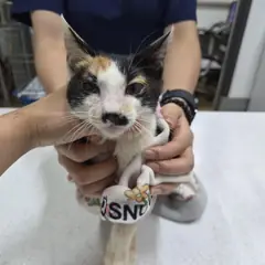 서해구 기타(삼색) 한국 고양이 암컷