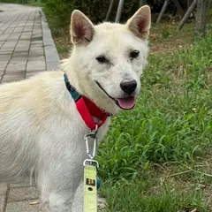 서해구 흰색 믹스견 암컷