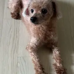 검단구 갈색 푸들 수컷