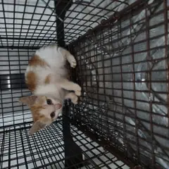 검단구 레몬색&흰색 한국 고양이 수컷