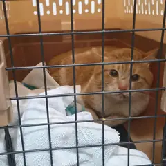 서해구 레몬색&흰색 한국 고양이 수컷