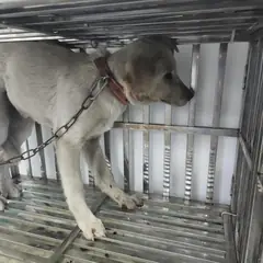 검단구 크림색 믹스견 암컷