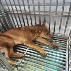 검단구 황갈색 믹스견 수컷