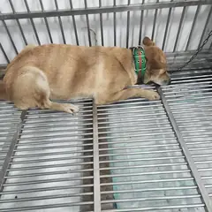 검단구 황갈색 믹스견 암컷
