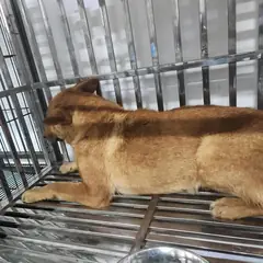검단구 황갈색 믹스견 수컷