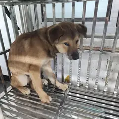 검단구 황갈색 믹스견 수컷