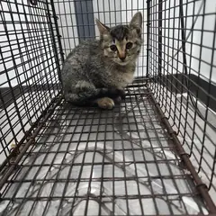 검단구 평행·전체·부분줄무늬 한국 고양이 수컷