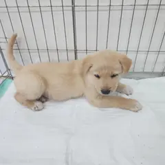 검단구 갈색 믹스견 수컷