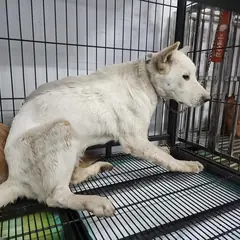 검단구 흰색 믹스견 암컷