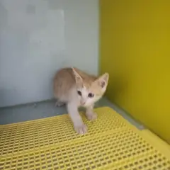검단구 레몬색&흰색 한국 고양이 암컷