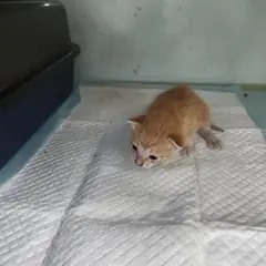 검단구 레몬색&흰색 한국 고양이 성별 미상