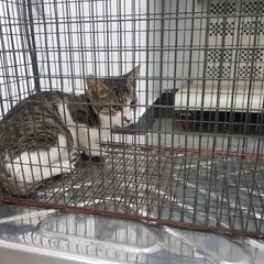 검단구 평행·전체·부분줄무늬 한국 고양이 암컷