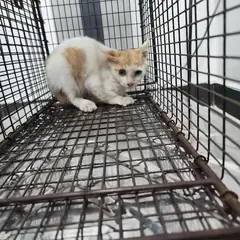 검단구 레몬색&흰색 한국 고양이 수컷
