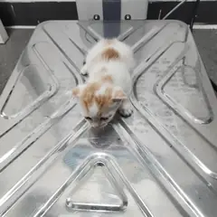 검단구 레몬색&흰색 한국 고양이 수컷