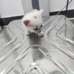 검단구 레몬색&흰색 한국 고양이 암컷