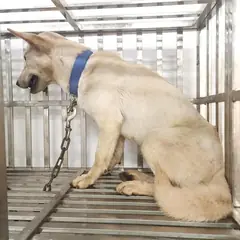 검단구 흰색 믹스견 암컷