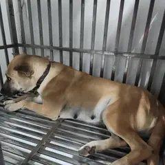 검단구 황갈색 믹스견 암컷