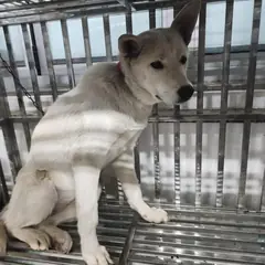 검단구 흰색 믹스견 수컷