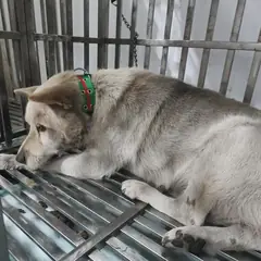 검단구 겨자색 믹스견 수컷