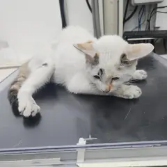 검단구 검은색흰색황토색조합 한국 고양이 암컷