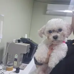 서해구 크림색 비숑 프리제 수컷