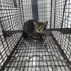 검단구 평행·전체·부분줄무늬 한국 고양이 암컷