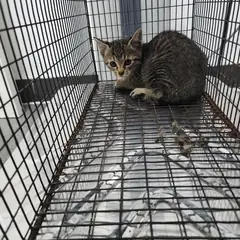검단구 평행·전체·부분줄무늬 한국 고양이 수컷