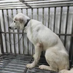 검단구 흰색 믹스견 암컷