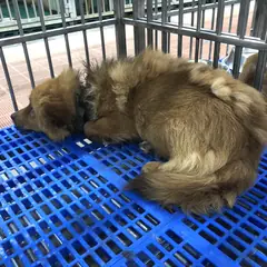 강화군 갈색 믹스견 수컷
