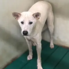 강화군 흰색 믹스견 수컷