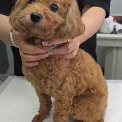 강화군 갈색 푸들 암컷