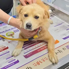 강화군 갈색 믹스견 암컷