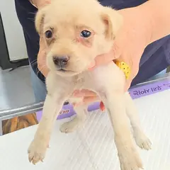 강화군 흰색 믹스견 암컷