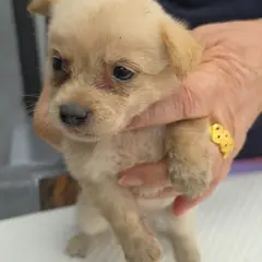 강화군 흰색 믹스견 암컷