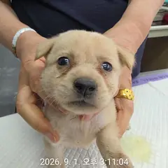 강화군 흰색 믹스견 암컷