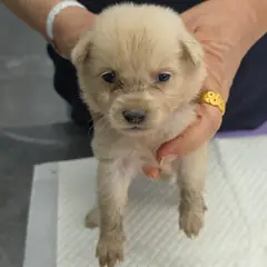 강화군 흰색 믹스견 암컷