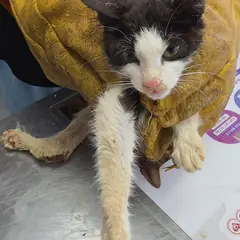 강화군 흰색/검은색 얼룩무늬 한국 고양이 수컷