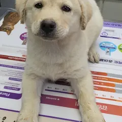 강화군 흰색 믹스견 수컷