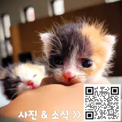 강화군 검은색흰색황토색조합 한국 고양이 성별 미상