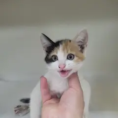 강화군 검은색흰색황토색조합 한국 고양이 암컷