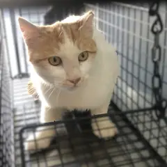 강화군 레몬색&흰색 한국 고양이 수컷