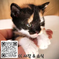 강화군 검은색흰색황토색조합 한국 고양이 암컷