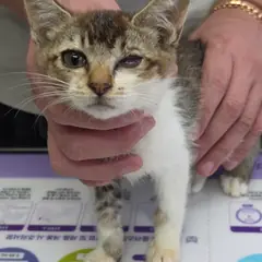 강화군 검은색흰색황토색조합 한국 고양이 암컷