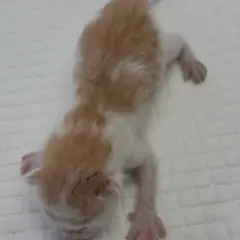 강화군 레몬색&흰색 한국 고양이 암컷